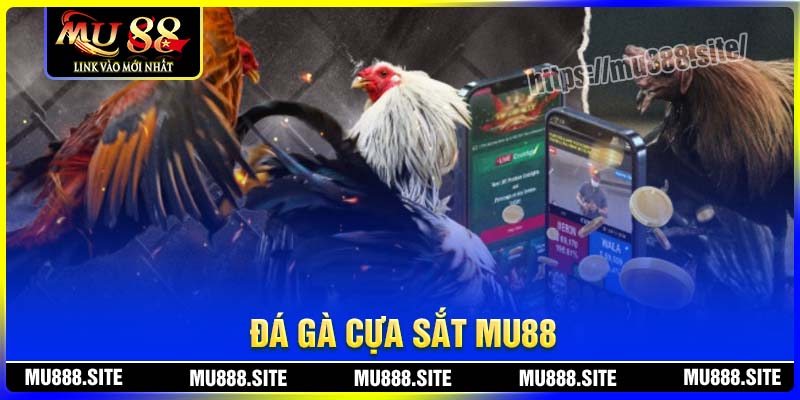 Thể loại đá gà này mang đến sự đa dạng rất thu hút