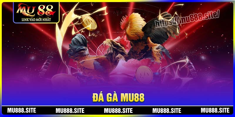 Đá gà MU88 không khác gì đá gà trực tiếp Đá gà MU88 không khác gì đá gà trực tiếp
