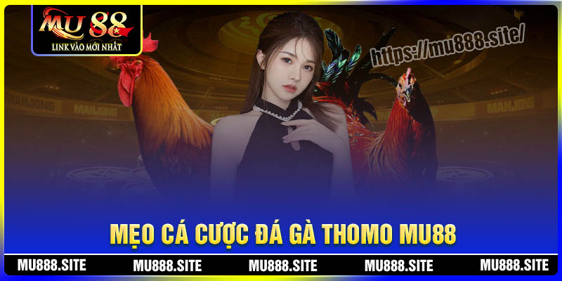 Mẹo đặt cược Đá gà Thomo MU88 đỉnh cao từ chuyên gia